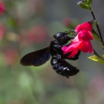 Xylocopa violacea