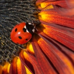 Coccinella septempunctata