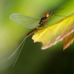 Ephemerellidae: Serratella sp.