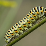 Papilio machaon