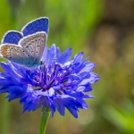 Plebejus argus