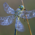 Gomphus pulchellus 2/2