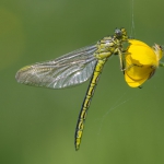 Gomphus pulchellus 1/2