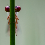 Ceriagrion tenellum (1/2)