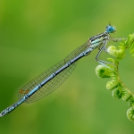 Platycnemis pennipes (1/2)