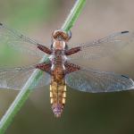 Libellula depressa