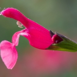 Fleur de sauge Grahami