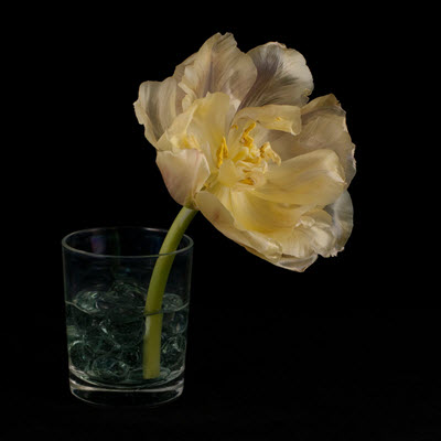 tulip04